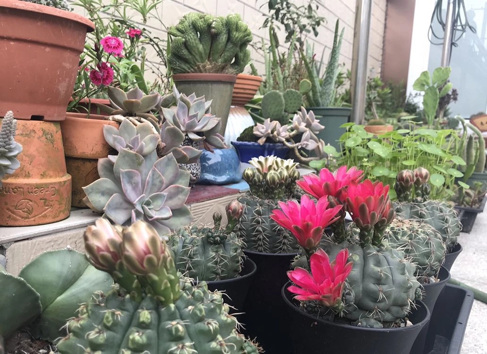 仙人球烂根怎么补救最快,仙人球烂根了怎么办