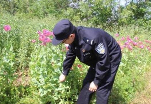 乡下老农如何种芋头南方,种植栗子技术要点有哪些