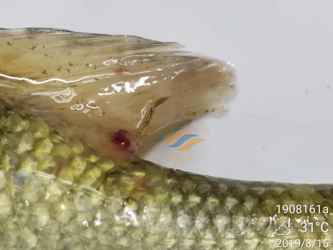 加州鲈常见病害及临床表现,加州鲈黑斑病