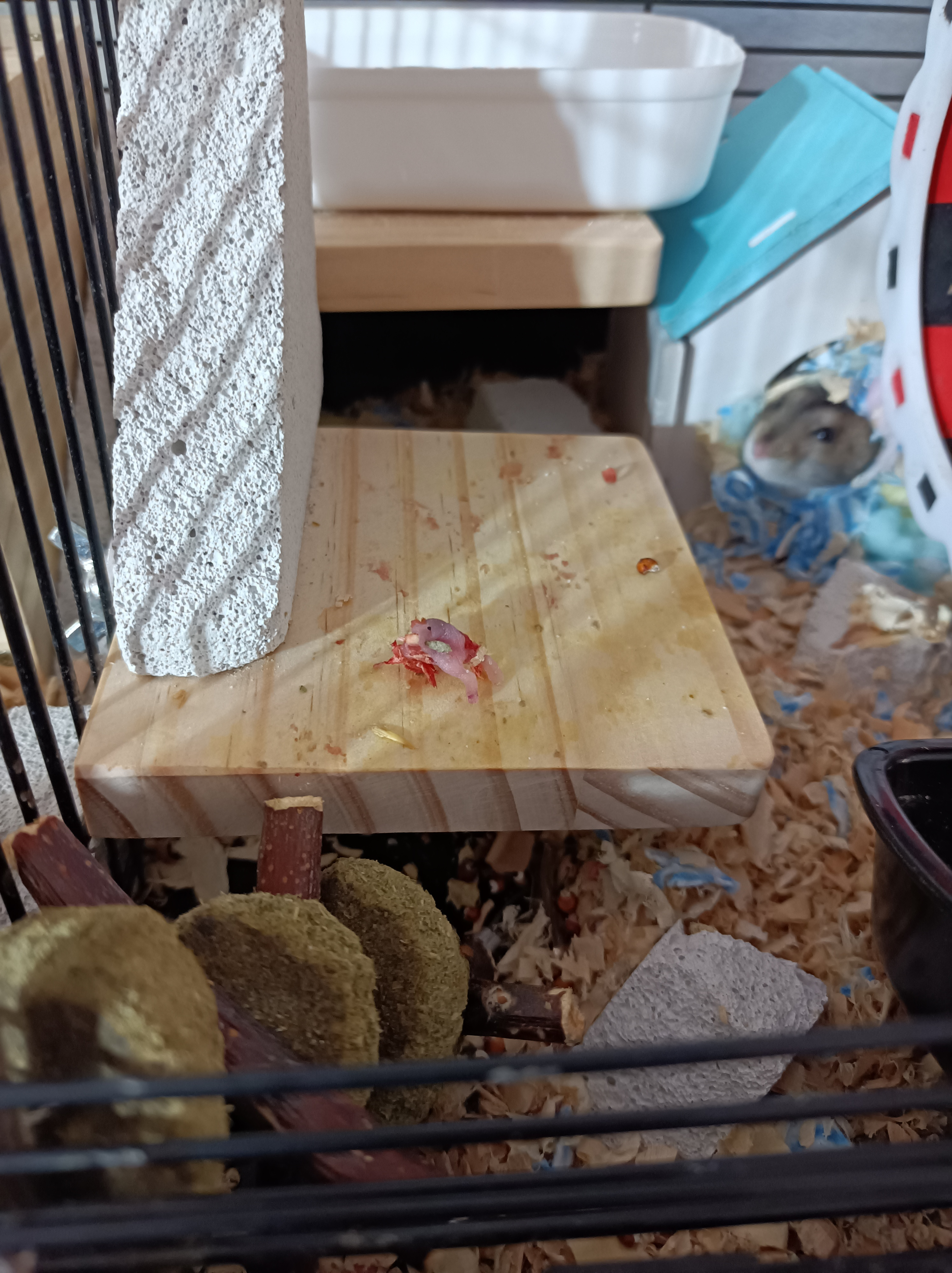 哪个品种的仓鼠容易生崽,养仓鼠新手必看