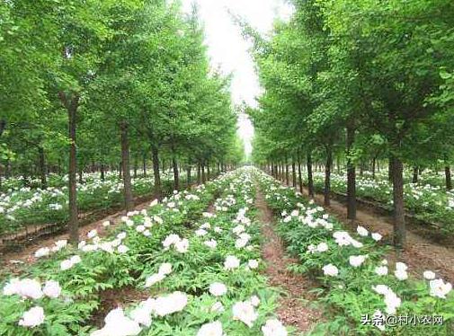 55到65岁在农村能创业什么项目,2021最有前景的10个农村创业点子