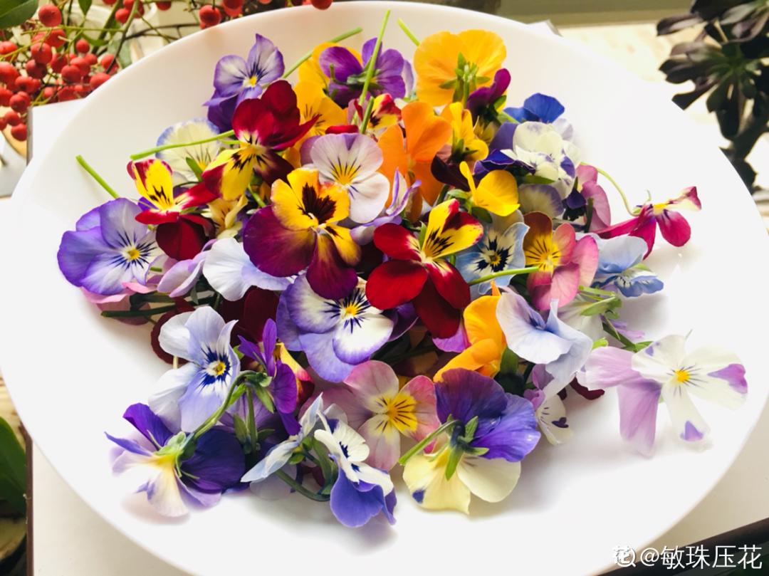 耐养的香水花,种室内香水花