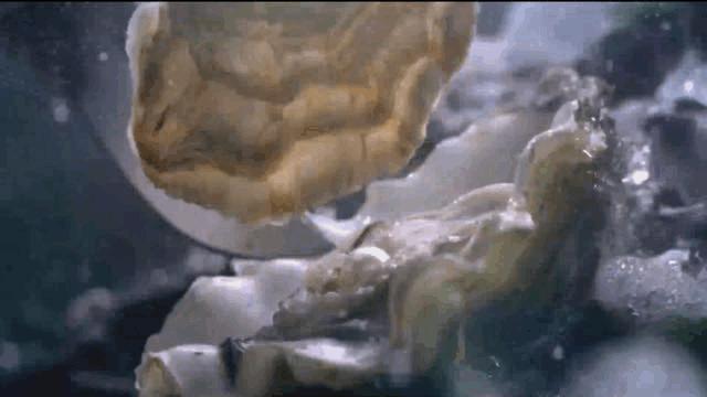 海鲜自助不超过100块钱的,海鲜自助蟹随便吃