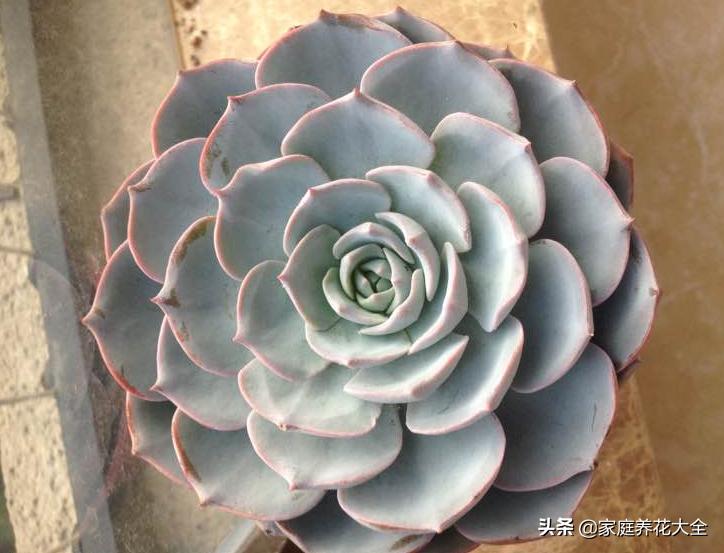 粉色蓝石莲的养殖方法,蓝石莲怎么养才最好