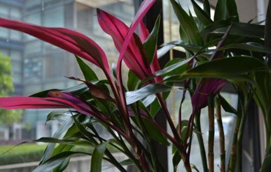 家养富贵竹讲究,富贵竹黄叶白根