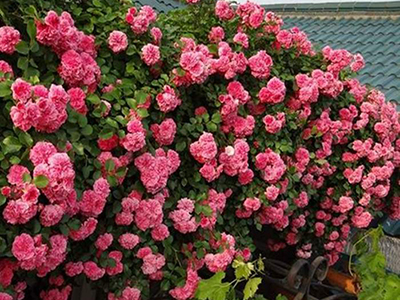 爬藤月季花怎么修剪教程,爬藤月季花红龙