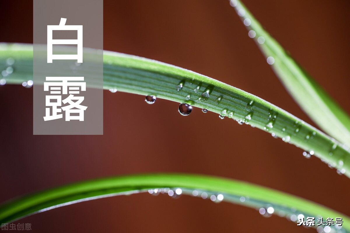 白露节气常识知多少,白露节气有什么习俗