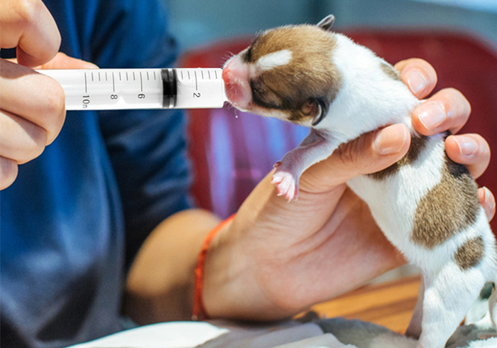 给狗狗强行喂药会造成什么伤害,狗狗喂药要隔多长时间才可以喂药