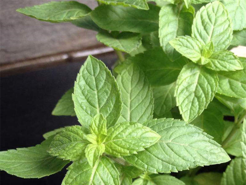 薄荷植物种植,怎么种植薄荷叶才会更大