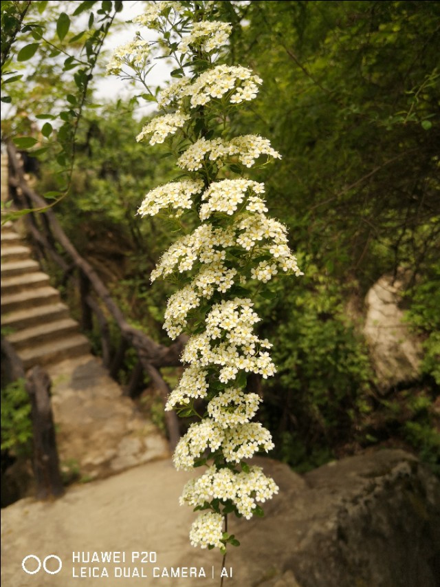 洛阳到华山一日游,洛阳到华山自驾游攻略