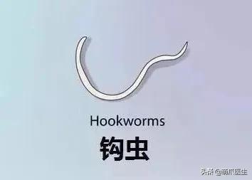 猫从来不出门要洗澡吗,猫从来不出门会感染绦虫嘛