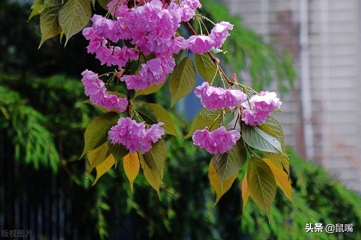 世说新语·咏雪译文,世说新语原文译文30篇