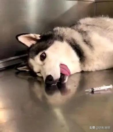 哈士奇粘鼠板搞笑视频,哈士奇被粘鼠板粘住