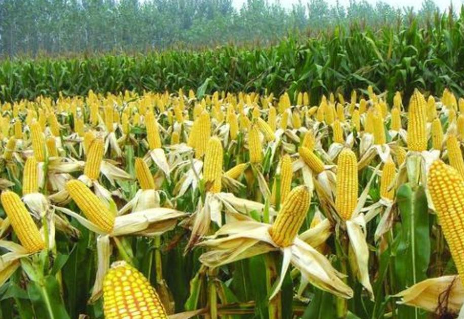 三个赚钱的小生意怎么做,三个利润大到吓人的小生意