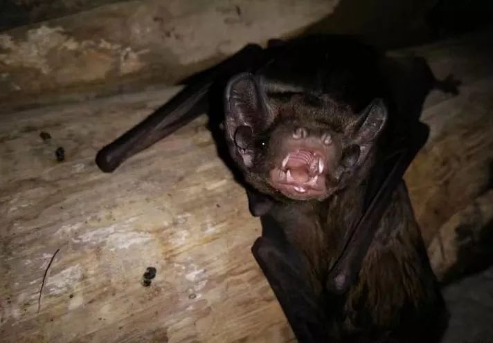 疯狂的蝙蝠什么意思,疯狂的蝙蝠卡组