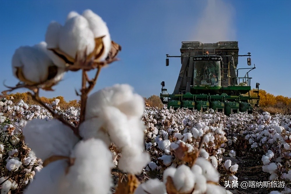 新疆棉花是世界上最好的棉花,新疆的优质棉花叫什么