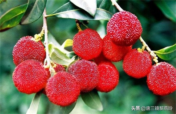 仙居杨梅酒是怎么酿制的,荔枝果酒酿造方法