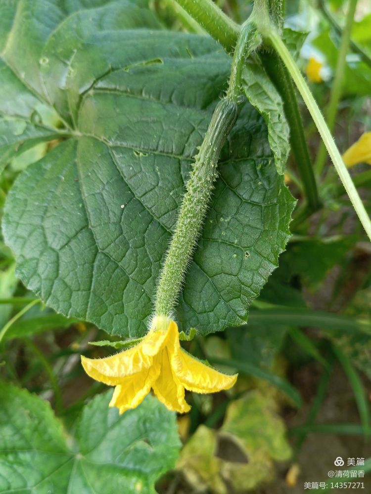 散文:黄黄的瓜花儿