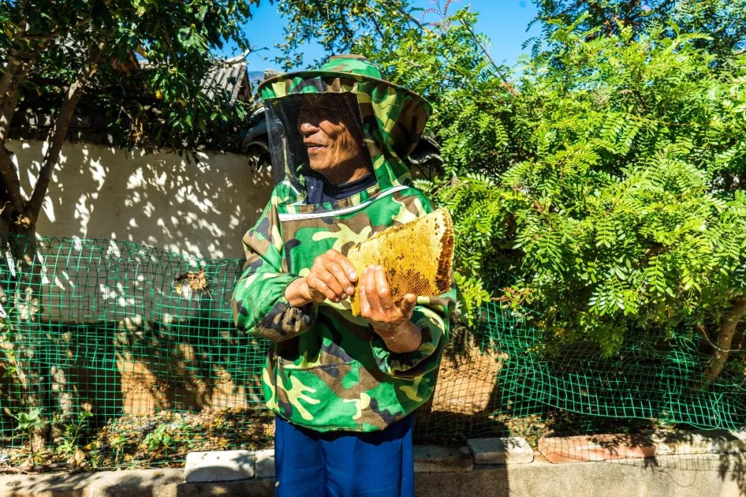 土蜂蜜的取蜜全过程,土蜂蜜取蜜全过程记录