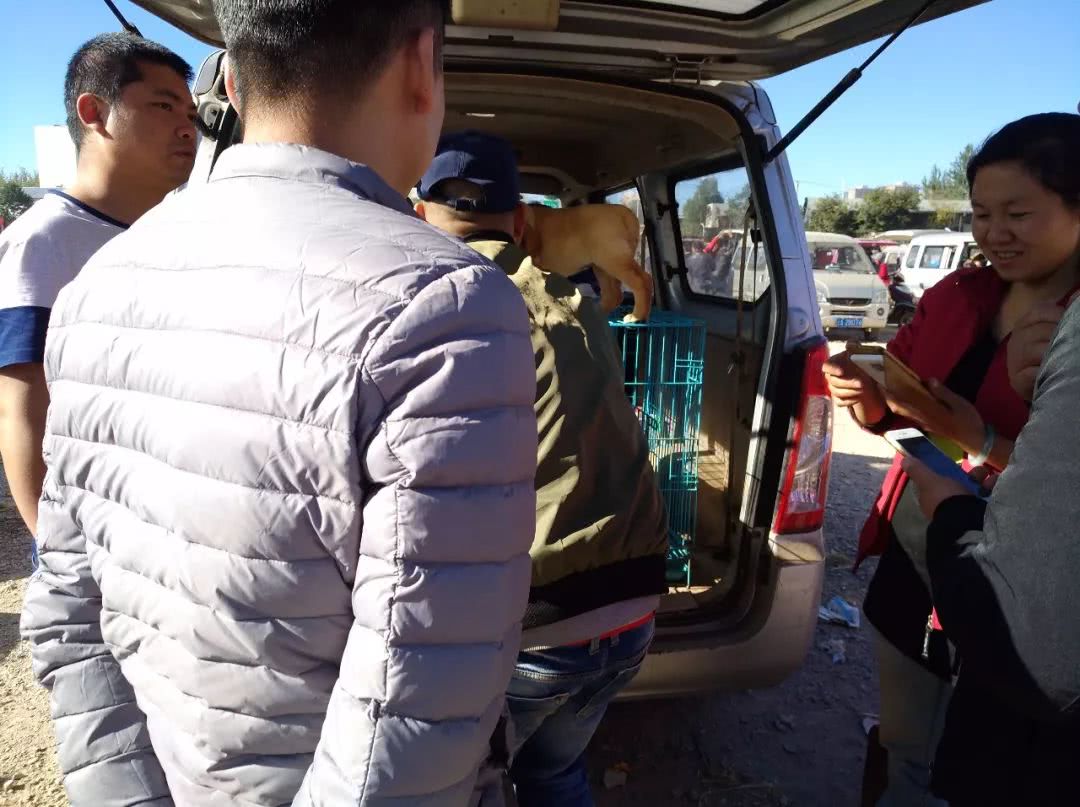 拉布拉多在狗市上卖多少钱,去狗市买拉布拉多如何砍价