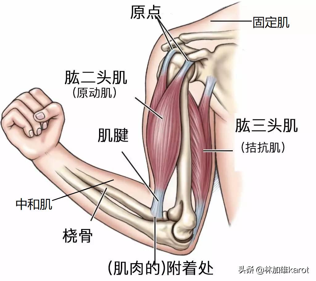 肌组织的实验原理,人体脸部的肌肉组织属于什么肌