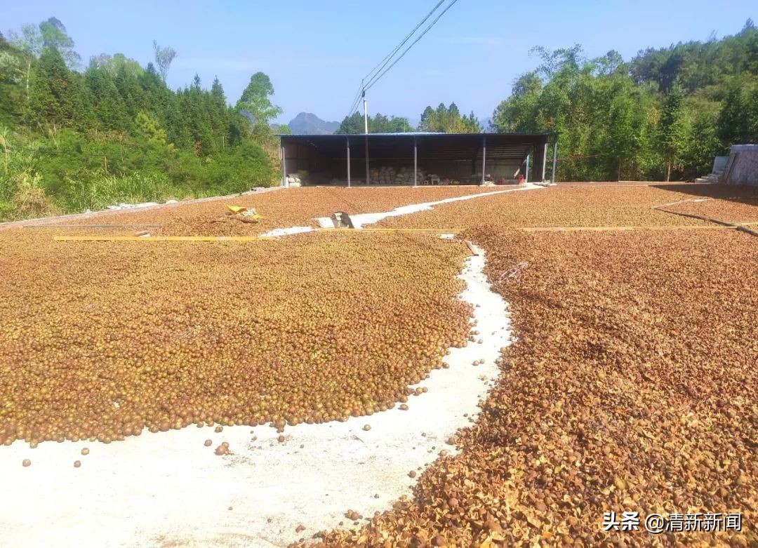 桃源近4000亩油茶果收成采摘啦，茶籽油一斤卖80元