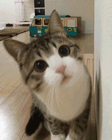 猫是固体还是液体有科学依据吗,科学家证实猫是液体