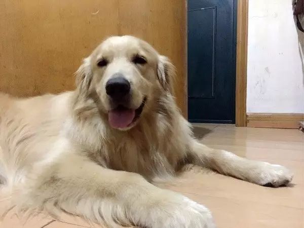 自家的狗成精了是怎样一种体验？