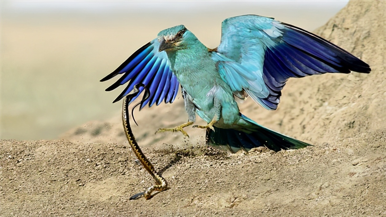 鸩鸟是什么鸟,鸩鸟灭绝的原因