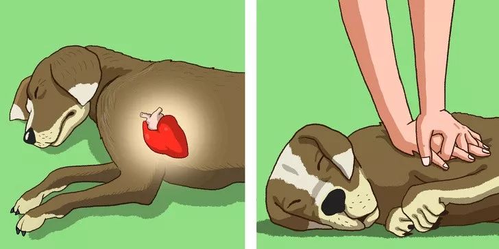 狗狗吐了突然倒地,狗狗突然倒地四肢伸直尿失禁