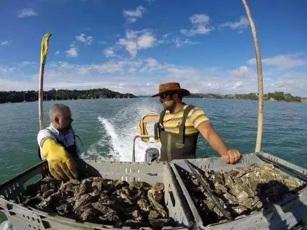 一入蚝门深似海生蚝,一入蚝门深似海从此虾蟹是路人