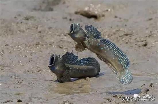 102种海鲜,营养丰富的海鲜有哪些品种