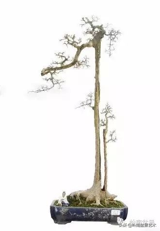 素仁格与文人树，你怎么看？