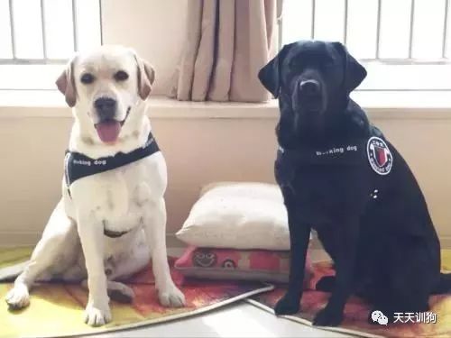 狗狗髋关节问题视频,狗狗髋关节发育不良的十句忠告