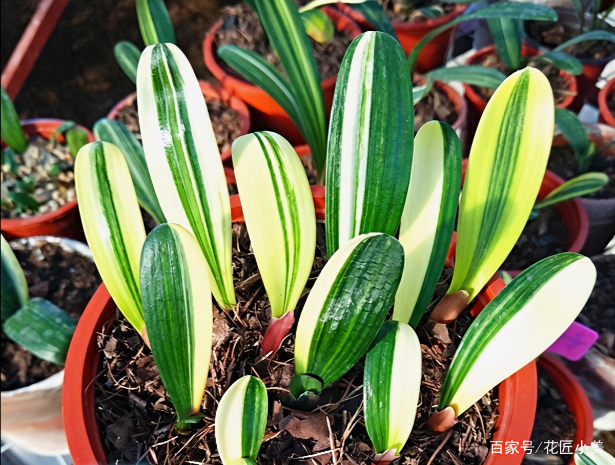 当温度过低或过高会发生什么,当温度到38度时有什么办法