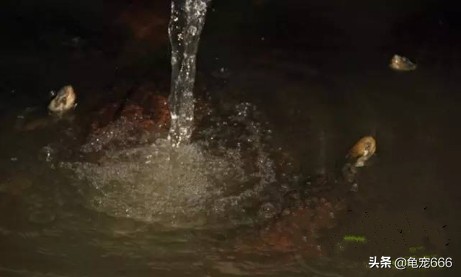 如何预防乌龟身上的细菌感染人,怎样预防乌龟龟甲真菌感染