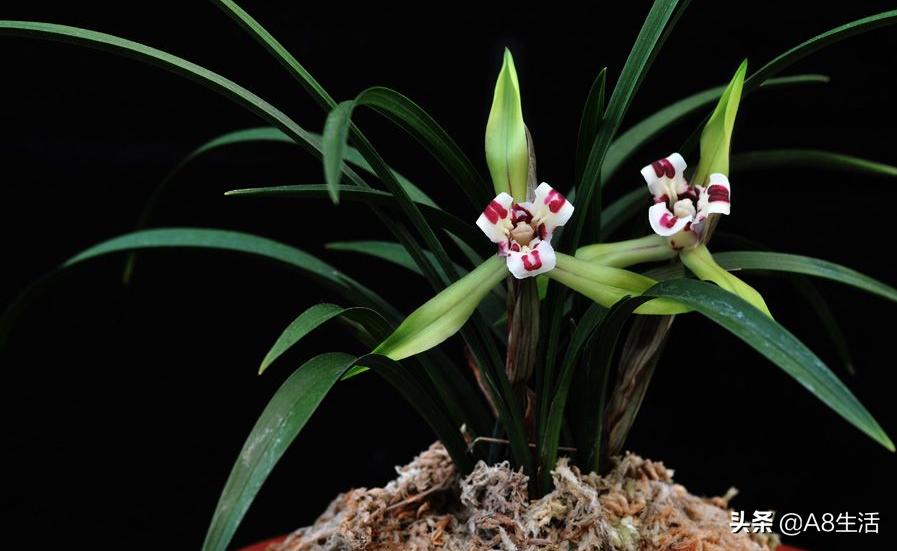 中国兰花名品录,春兰兰花名品大全