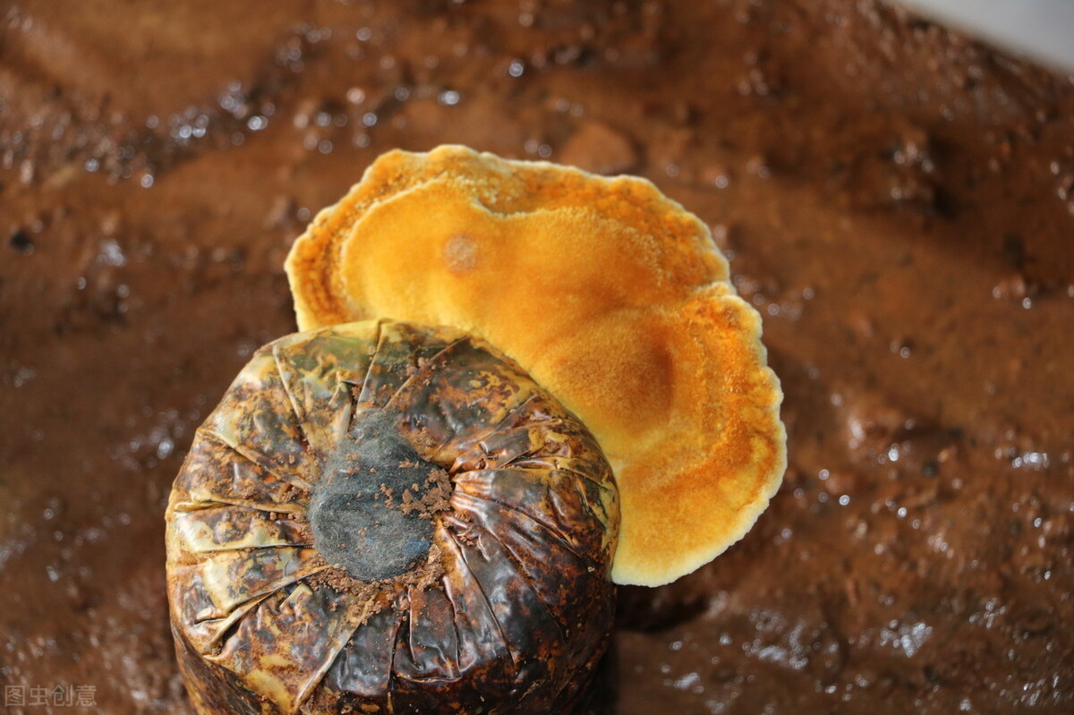 桑树发展前景怎么样,桑树种植前景和利润