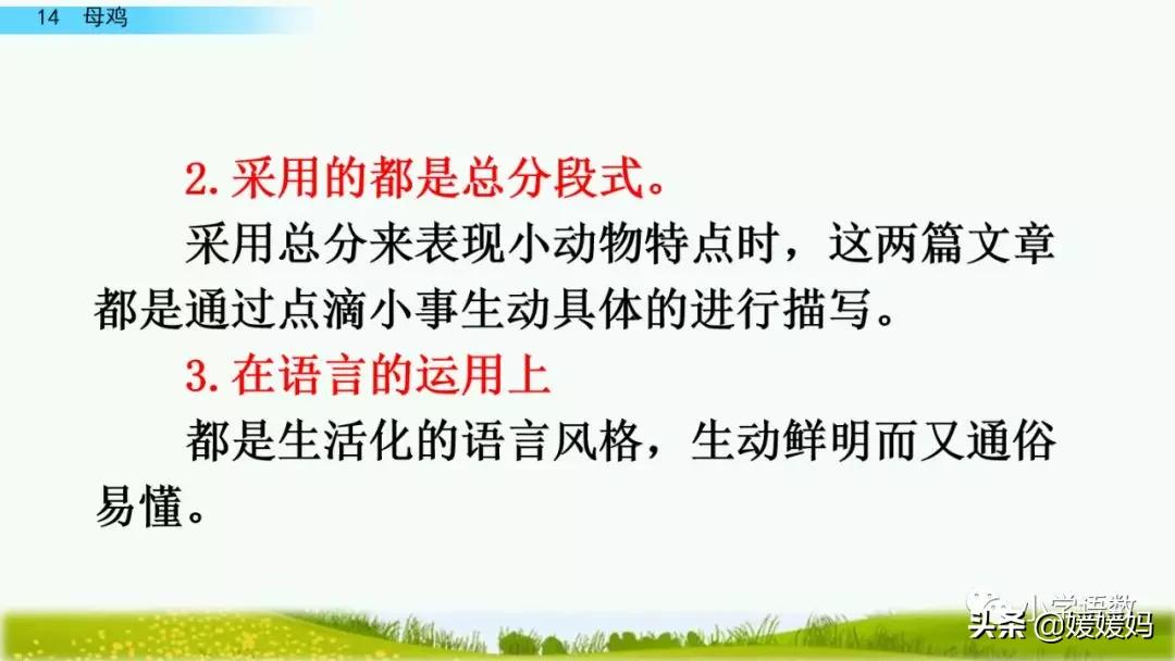 四年级下册第13课小练笔仿写母鸡,四年级下册14课母鸡的预习完整版