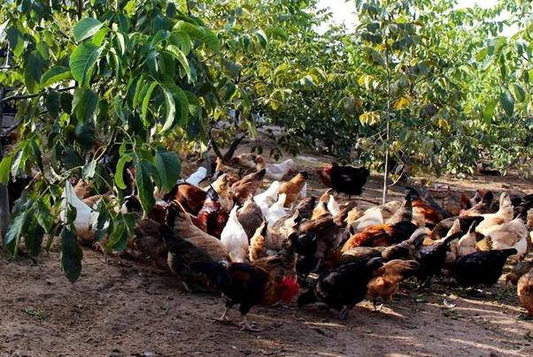 养的鸡白天精神正常，晚上睡觉就出现死亡？这种情况你有遇到吗？