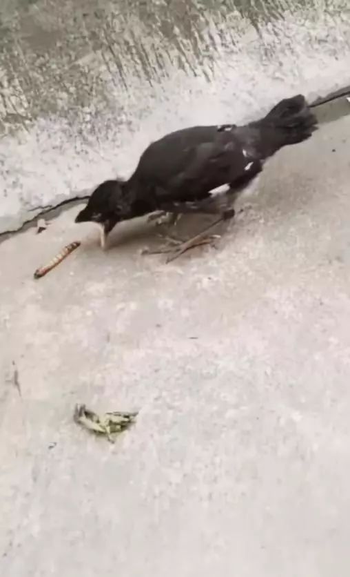 孩子到了扔东西敏感期怎么度过,6岁小孩扔东西应该怎么正确引导