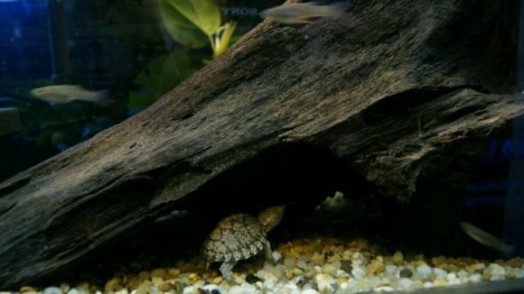 养龟净化水质的药物有什么,养鱼和养龟的水质区别