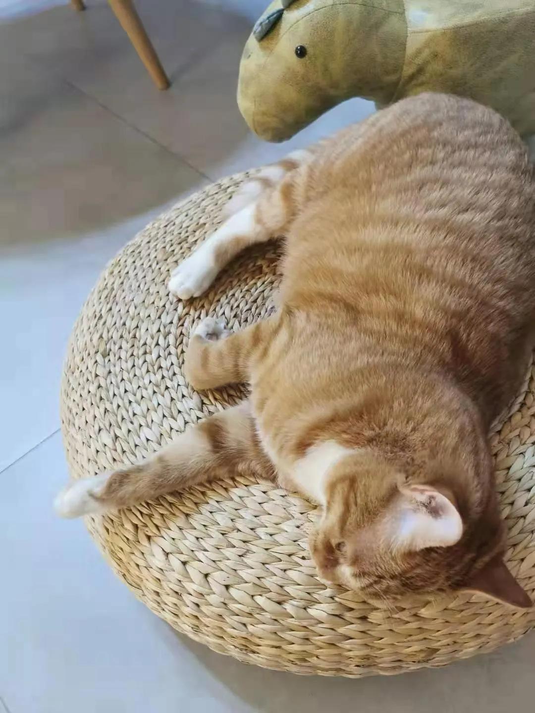 从小养的橘猫还会有野性吗,养橘猫的都是什么人