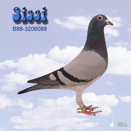 外表现不尽人意的鸽子是好鸽!