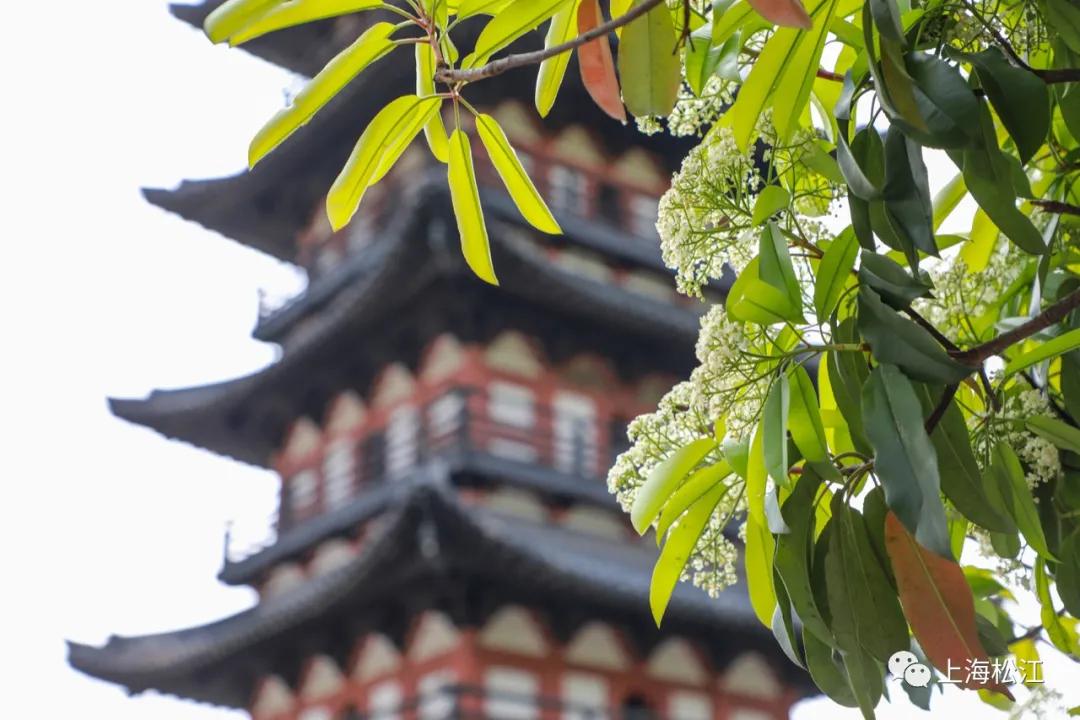 这几天的松江，可真叫人左右为“楠”……