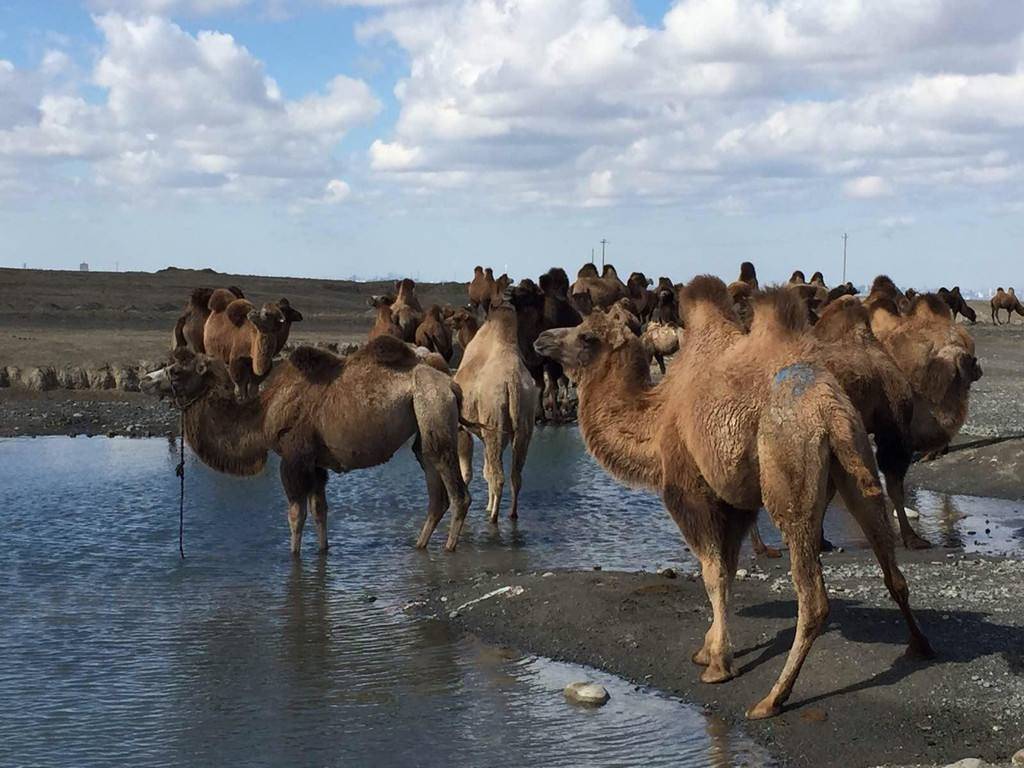 骆驼为什么吐出粉色的肉球,骆驼嘴里有肉球是什么
