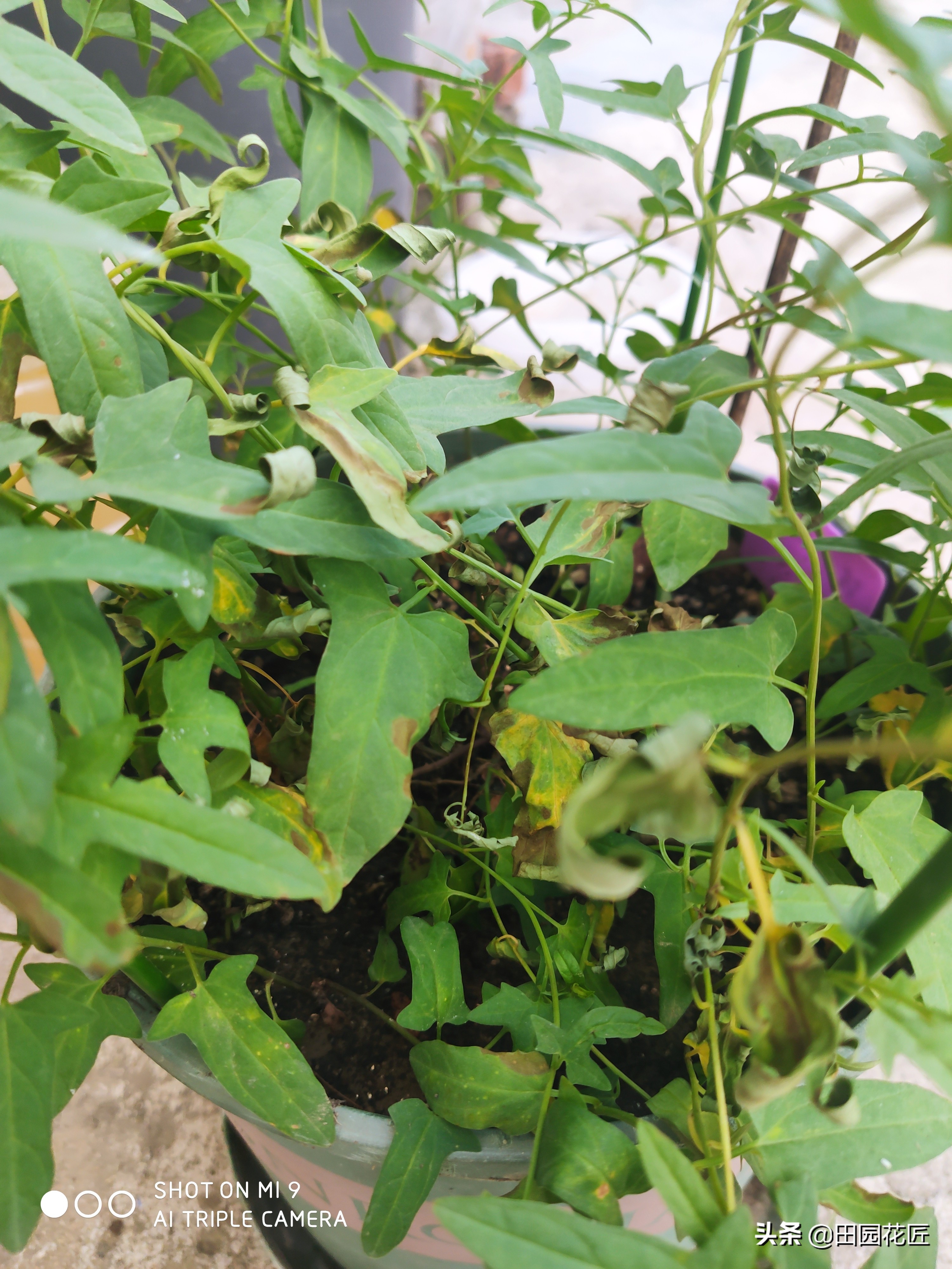 牡丹黄叶的处理方法,移栽的牡丹蔫蔫的怎么补救