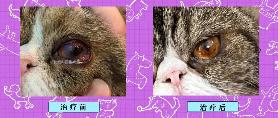 猫咪眼睛腐骨怎么治疗,猫咪角膜腐骨滴眼药水能好吗