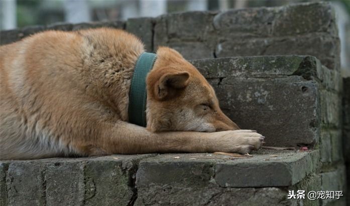 禁养犬土狗,禁止养土狗