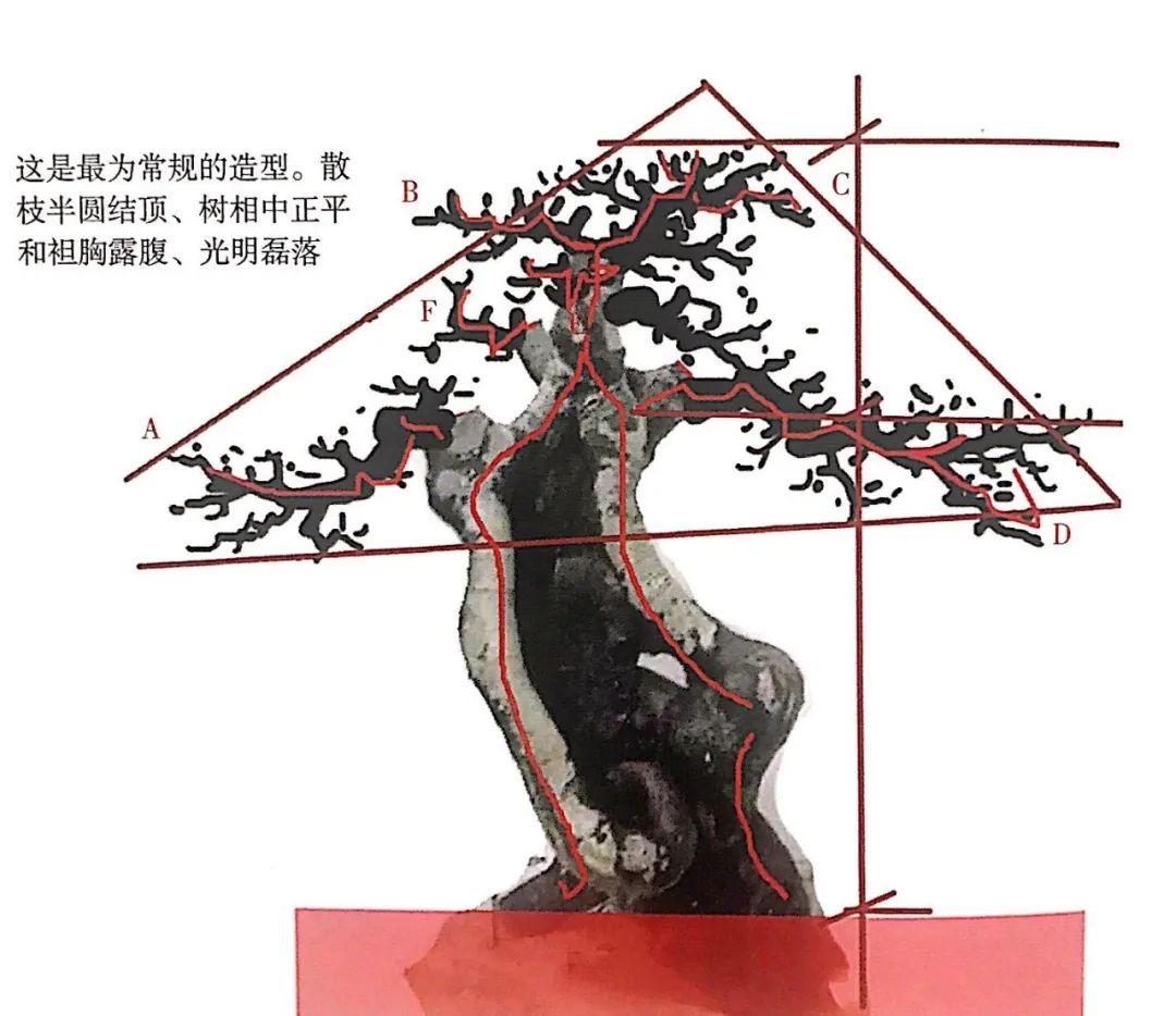 小榆树盆景设计100种形态,榆树盆景用的榆树是什么品种